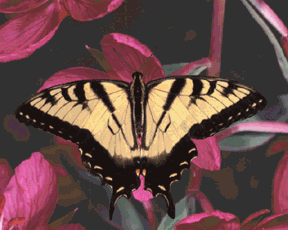 Papilio g. glaucus animation